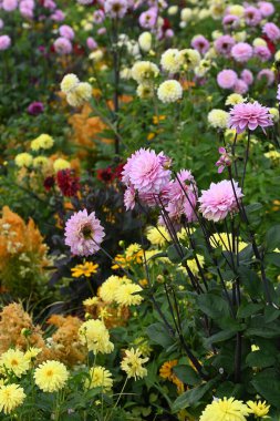 Dahlia 'lı güzel bir çiçek tarlası, çimenler ve renkli yıllık çiçekler. Yüksek kalite fotoğraf
