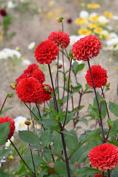 Dahlia Červená Růžová Květina Zahradě Kvalitní Fotografie — Stock fotografie