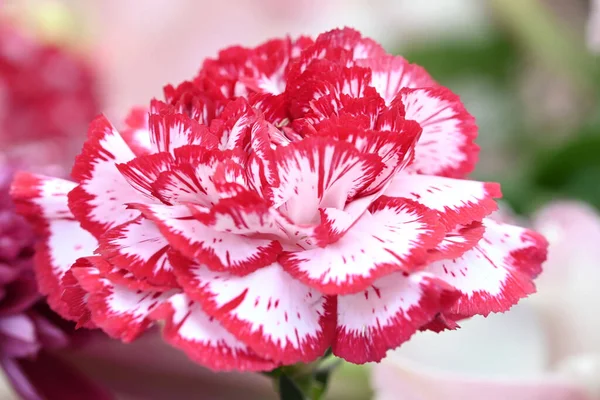 Закрыть Красным Белым Цветком Dianthus Высокое Качество Фото — стоковое фото