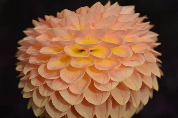 Piękny Łosoś Kolorowy Kwiat Dahlia Rozkwicie Wysokiej Jakości Zdjęcie — Zdjęcie stockowe