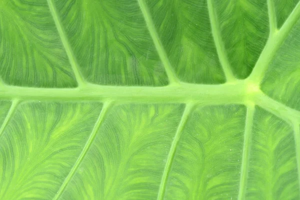 Green Colocasia Leaf Beautiful Veins Elephant Ear Elephant Plant High — Stock Photo, Image