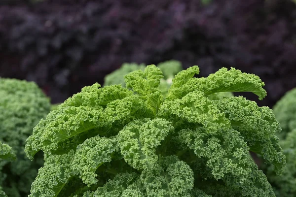 Kale Ready Harvested Garden High Quality Photo — Stock Photo, Image