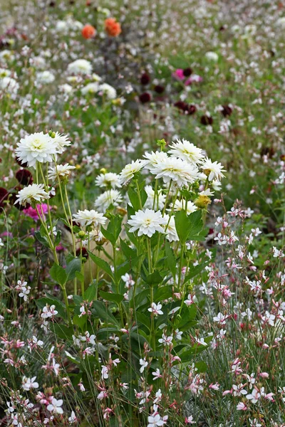 Schöne Blumenwiese Mit Dahlie Gras Und Bunten Jahresblumen Hochwertiges Foto — Stockfoto