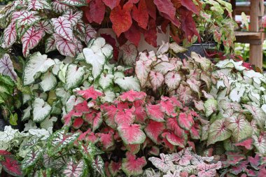Kalp şeklinde yaprakları olan çeşitli Caladium bitkileri. Yüksek kalite fotoğraf