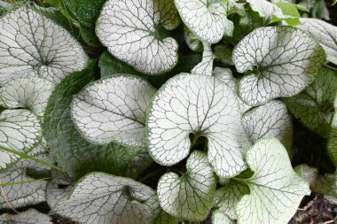 Gri ve yeşil yapraklar bahçeye yakın. Yüksek kalite fotoğraf