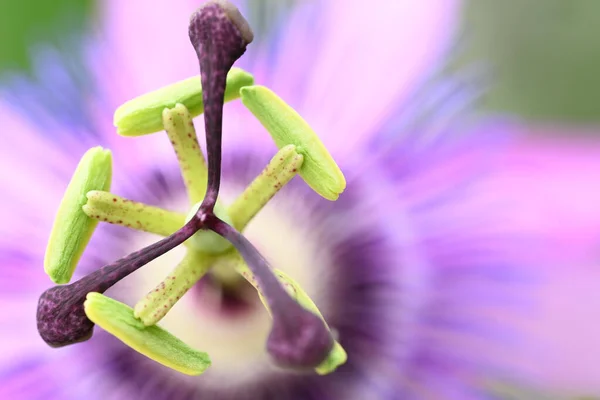 Beautiful Purple White Flower High Quality Photo — Stock Photo, Image