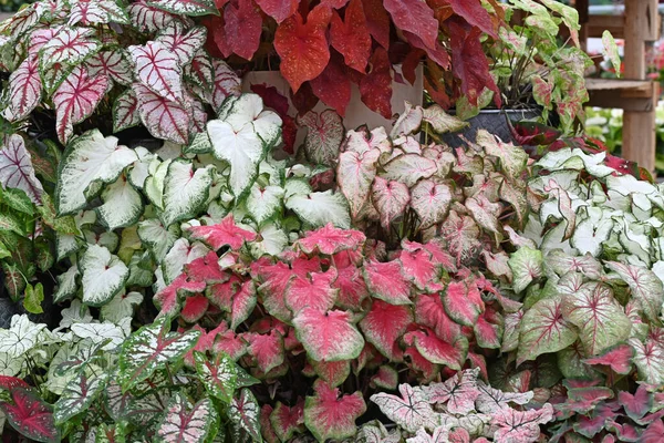 Eine Vielzahl Von Caladium Pflanzen Mit Schönen Herzförmigen Blättern Hochwertiges — Stockfoto