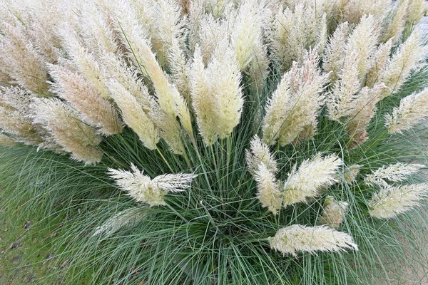 Belas Gramíneas Cortaderia Jardim Outono Foto Alta Qualidade — Fotografia de Stock