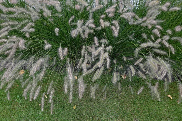 Belles Herbes Pennisetum Dans Jardin Automne Photo Haute Qualité — Photo