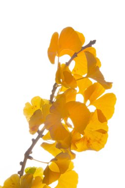 Sarı Ginkgo yaprakları bir daldan dökülüyor. Yüksek kalite fotoğraf