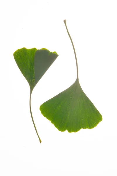 Dvě Krásné Ginkgo Listy Zelené Jako Jin Jang Kvalitní Fotografie — Stock fotografie