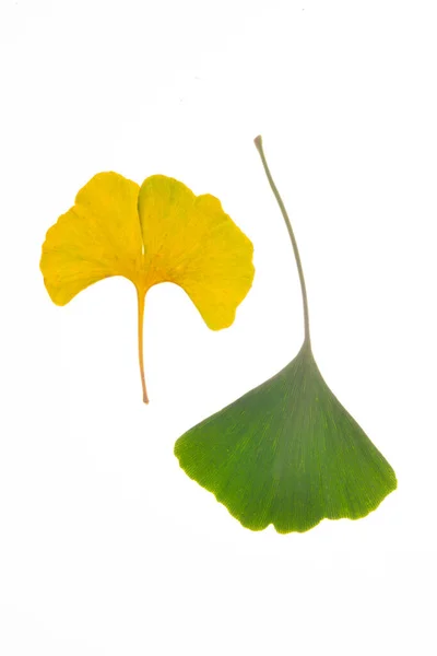 Beau Ginkgo Feuilles Vertes Jaunes Comme Yin Yang Photo Haute — Photo