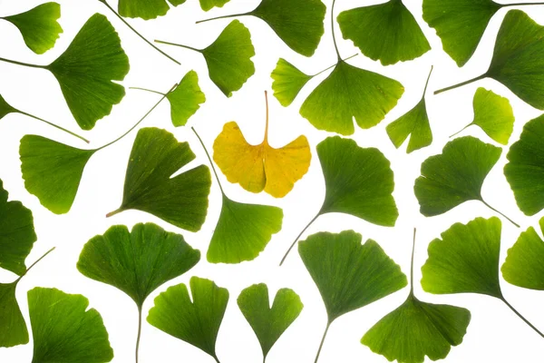 Green Ginkgo leaves with one yellow leaf in the middle. High quality photo