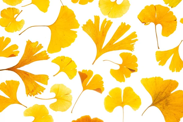 Een Verscheidenheid Aan Gele Ginkgo Bladeren Een Witte Achtergrond Hoge — Stockfoto