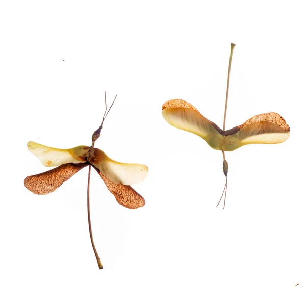 Collage Aus Handgefertigten Libellen Herbstbasteleien Aus Naturmaterialien Hochwertiges Foto — Stockfoto