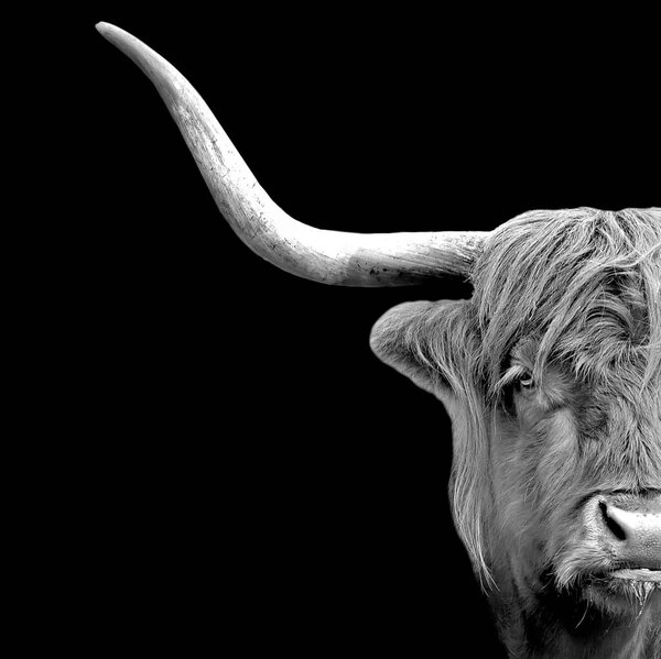 Horned head of a Highland Cow. Domestic cow looking at camera and isolated on black background. High quality photo