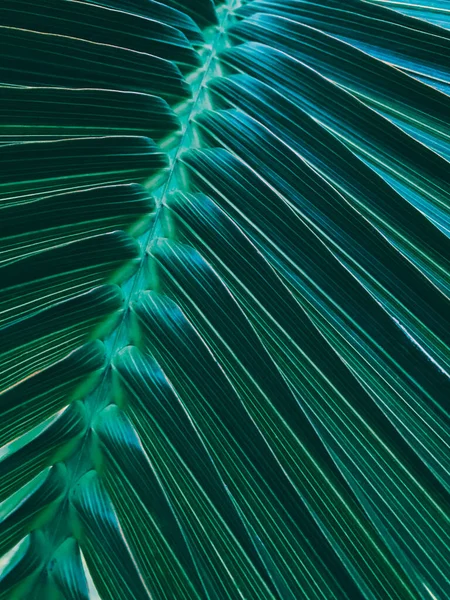 热带岛屿的绿色棕榈叶纹理背景. — 图库照片