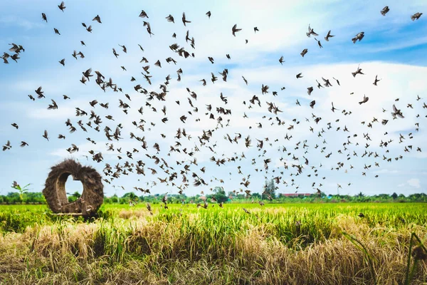 Sperlinge fliegen über das Reisfeld. — Stockfoto