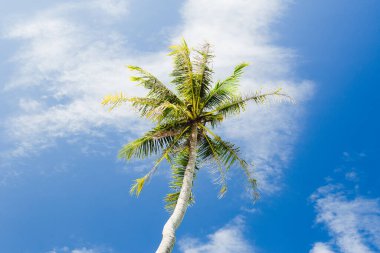 Coconut palm trees agains blue sky with cloud.