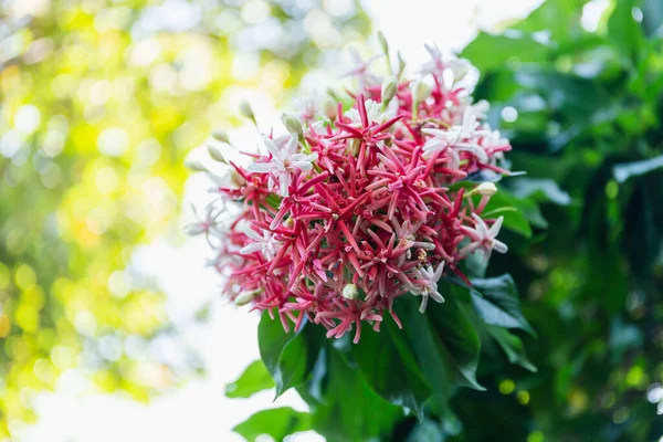 Rangoon bunga Creeper dihiasi di taman. — Stok Foto