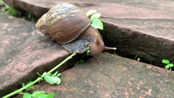 Grande caracol comendo grama no jardim. — Vídeo de Stock