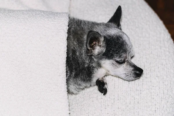 Porträt eines Chihuahua-Hundes, der zu Hause unter einer Decke schläft. — Stockfoto