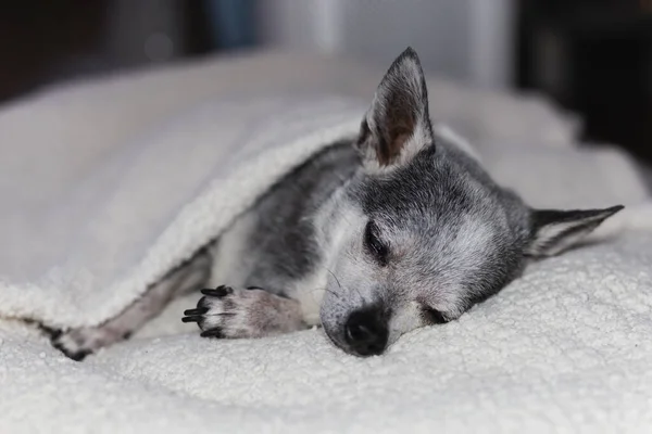 Retrato de perro chihuahua durmiendo debajo de una manta en casa. — Foto de Stock