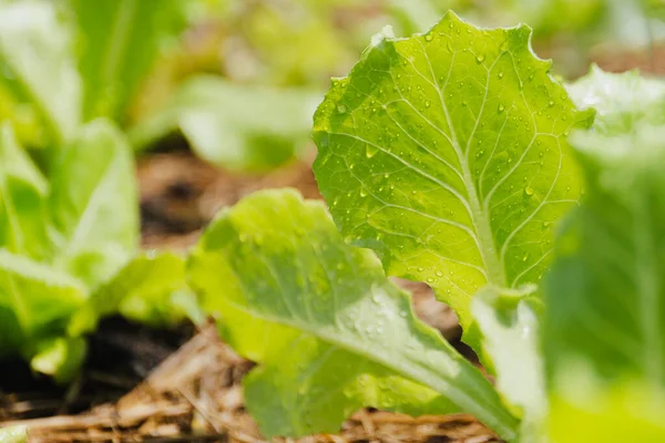 Närbild av färsk grönsallad växt med vatten droppe. — Stockfoto