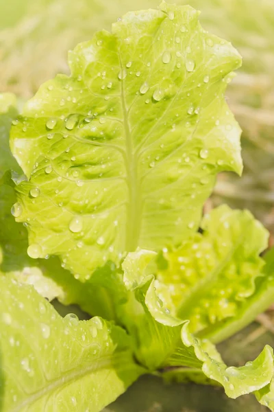 Närbild av färsk grönsallad växt med vatten droppe. — Stockfoto