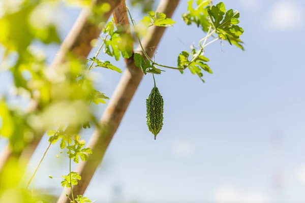 Bitter Gourd hanging in plant in vegetable farm. — Stock Photo, Image