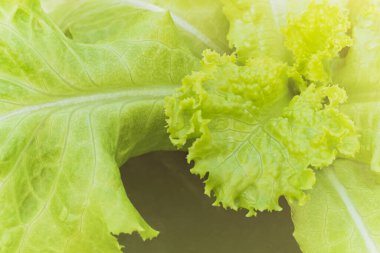 Organik çiftlikte taze yeşil marul salatası..