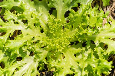 Organik çiftlikte taze yeşil marul salatası..