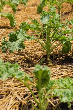 Organik sebze bahçesinde yeşil kıvırcık lahana bitkisi.