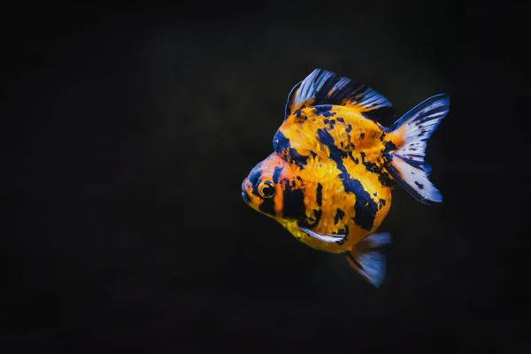 Ikan emas berwarna berenang di tangki dengan latar belakang hitam. — Stok Foto