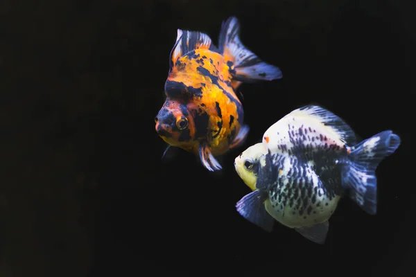 Ikan emas berwarna berenang di tangki dengan latar belakang hitam. — Stok Foto