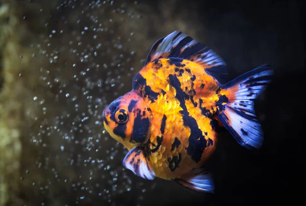 Kleurrijke goudvissen zwemmen in de tank op zwarte achtergrond. — Stockfoto