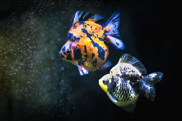 Close up two colorful goldfish in the tank. — Stock Photo, Image