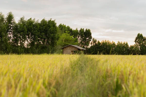 泰国稻田的美丽日落. — 图库照片