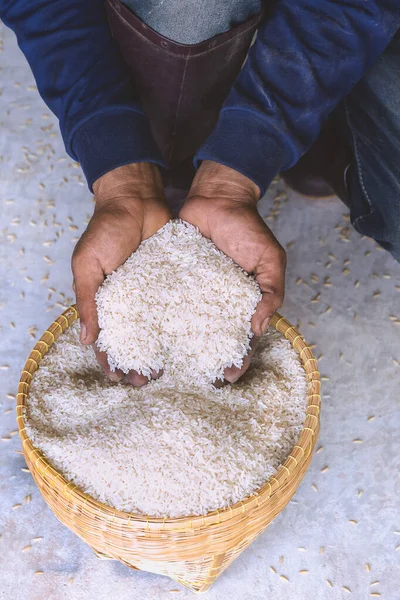 Cerca de grano de arroz blanco jazmín crudo en la agricultura mano vertical. — Foto de Stock