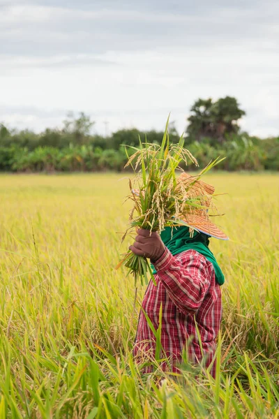 Agricultores asiáticos cosechan arroz con cáscara orgánico en Tailandia. — Foto de Stock
