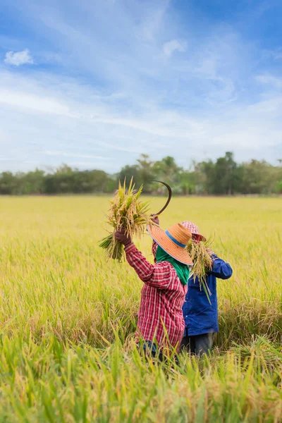 两名亚洲农民在泰国收获有机水稻. — 图库照片
