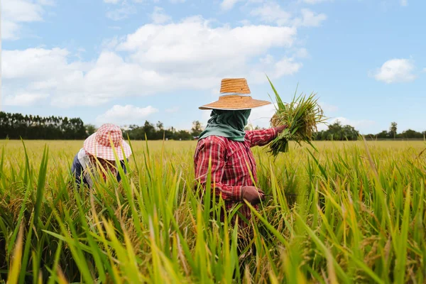Dos agricultores asiáticos cosechan arroz con cáscara orgánico en Tailandia. — Foto de Stock