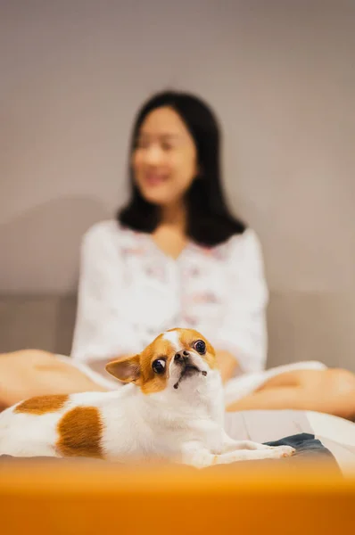 Kanepede oturan Asyalı kadının portresi. Kahverengi chihuahua köpeğiyle oturma odasında kameraya bakıyor.. — Stok fotoğraf
