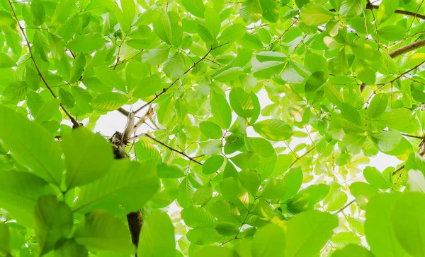 Lihat dari bawah daun hijau latar belakang di hutan tropis dengan sinar matahari. — Stok Foto