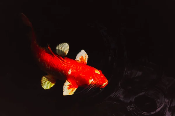 Japan Koi Vis Zwemmen Een Vijver Geïsoleerd Zwarte Achtergrond — Stockfoto