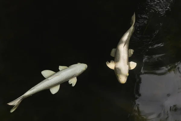 Dua Ikan Koi Putih Berenang Kolam Dengan Latar Belakang Hitam — Stok Foto