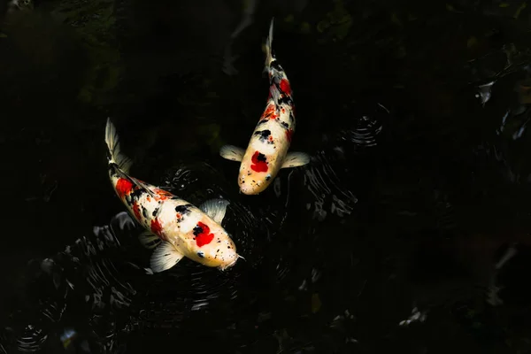Ikan Koi Jepang Berenang Kolam Dengan Latar Belakang Hitam — Stok Foto