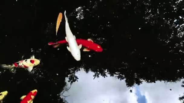 Kleurrijke Japanse Koi Vissen Zwemmen Een Vijver Hoge Kwaliteit Fullhd — Stockvideo