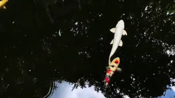 Kleurrijke Japanse Koi Vissen Zwemmen Een Vijver Hoge Kwaliteit Fullhd — Stockvideo