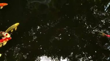 Gölette yüzen renkli Japon koi balığı. Yüksek kaliteli FullHD görüntüler